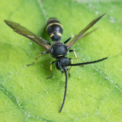 Argogorytes mystaceus