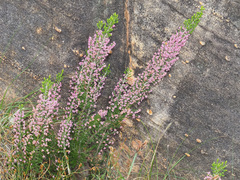 Erica lucida