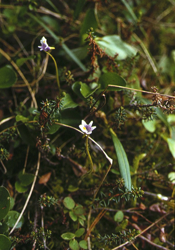 Pinguicula spathulata