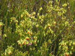 Erica thunbergii