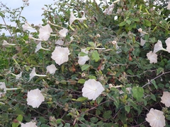Rivea wightiana