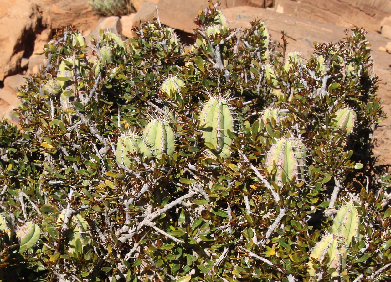 Argan tree