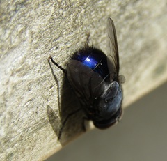 Calliphora quadrimaculata