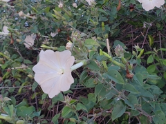 Rivea wightiana