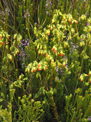 Erica thunbergii