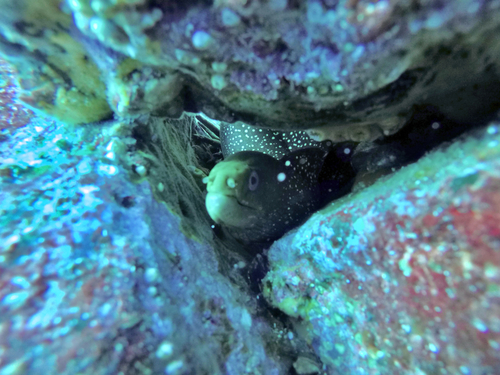 Gymnothorax dovii