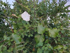 Rivea wightiana