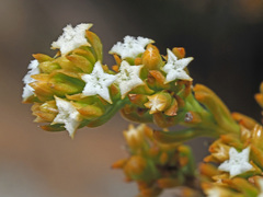 Thesium ericifolium