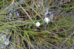 Eriocaulon dregei