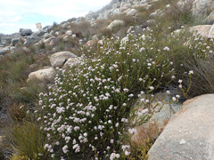 Lachnaea filamentosa