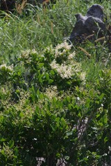 Apodytes abbottii