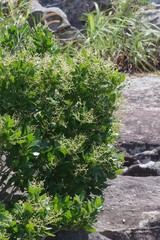Apodytes abbottii