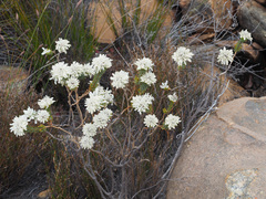 Lachnaea filamentosa