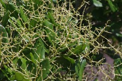 Apodytes abbottii