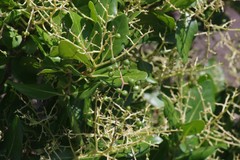 Apodytes abbottii
