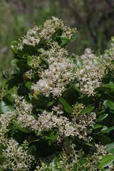 Apodytes abbottii