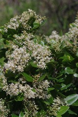 Apodytes abbottii
