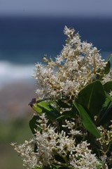 Apodytes abbottii