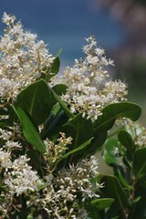 Apodytes abbottii