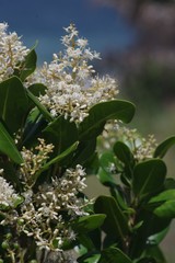 Apodytes abbottii