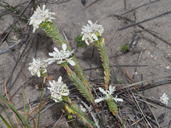 Lachnaea filamentosa