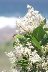 Apodytes abbottii