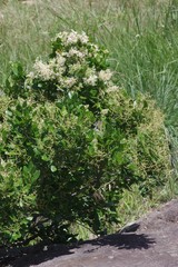 Apodytes abbottii