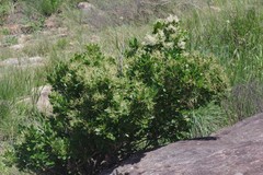 Apodytes abbottii
