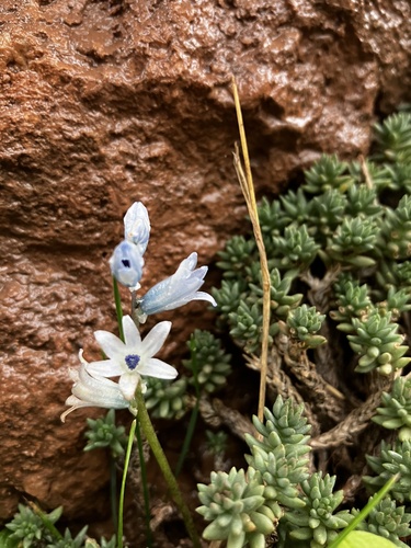 Bellevalia hyacinthoides, photograph 2