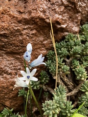author not stated, no rights reserved Bellevalia hyacinthoides, photograph author not stated, no rights reserved