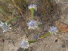 Lachnaea filamentosa