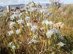 Lachnaea filamentosa