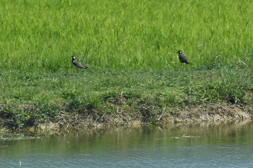 Red-wattled Lapwing (Vanellus indicus), photo 6