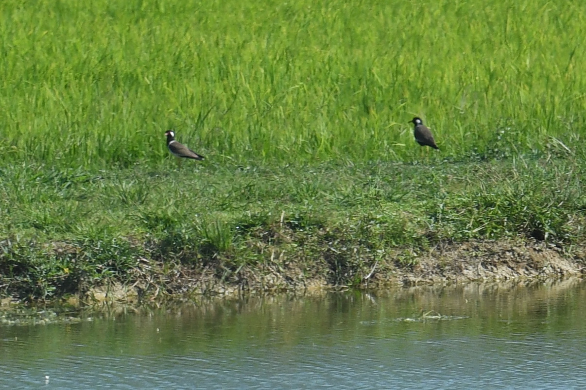 Red-wattled Lapwing (Vanellus indicus), photo 6