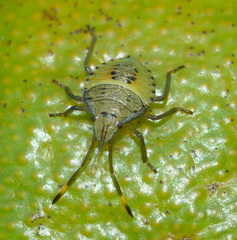 Biprorulus bibax