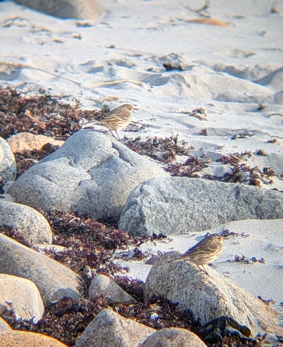 American Pipit (Anthus rubescens), photo 3