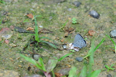 Celastrina lavendularis