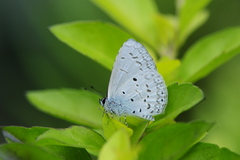 Celastrina lavendularis