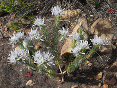 Lachnaea filamentosa