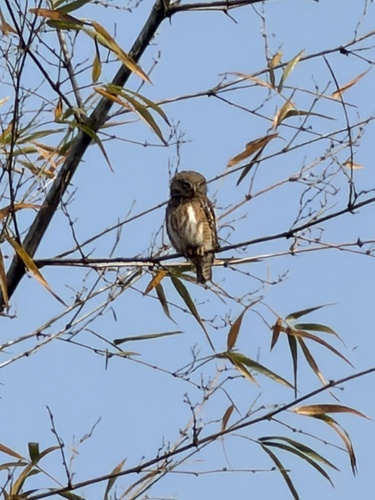 Asian Barred Owlet (Glaucidium cuculoides)