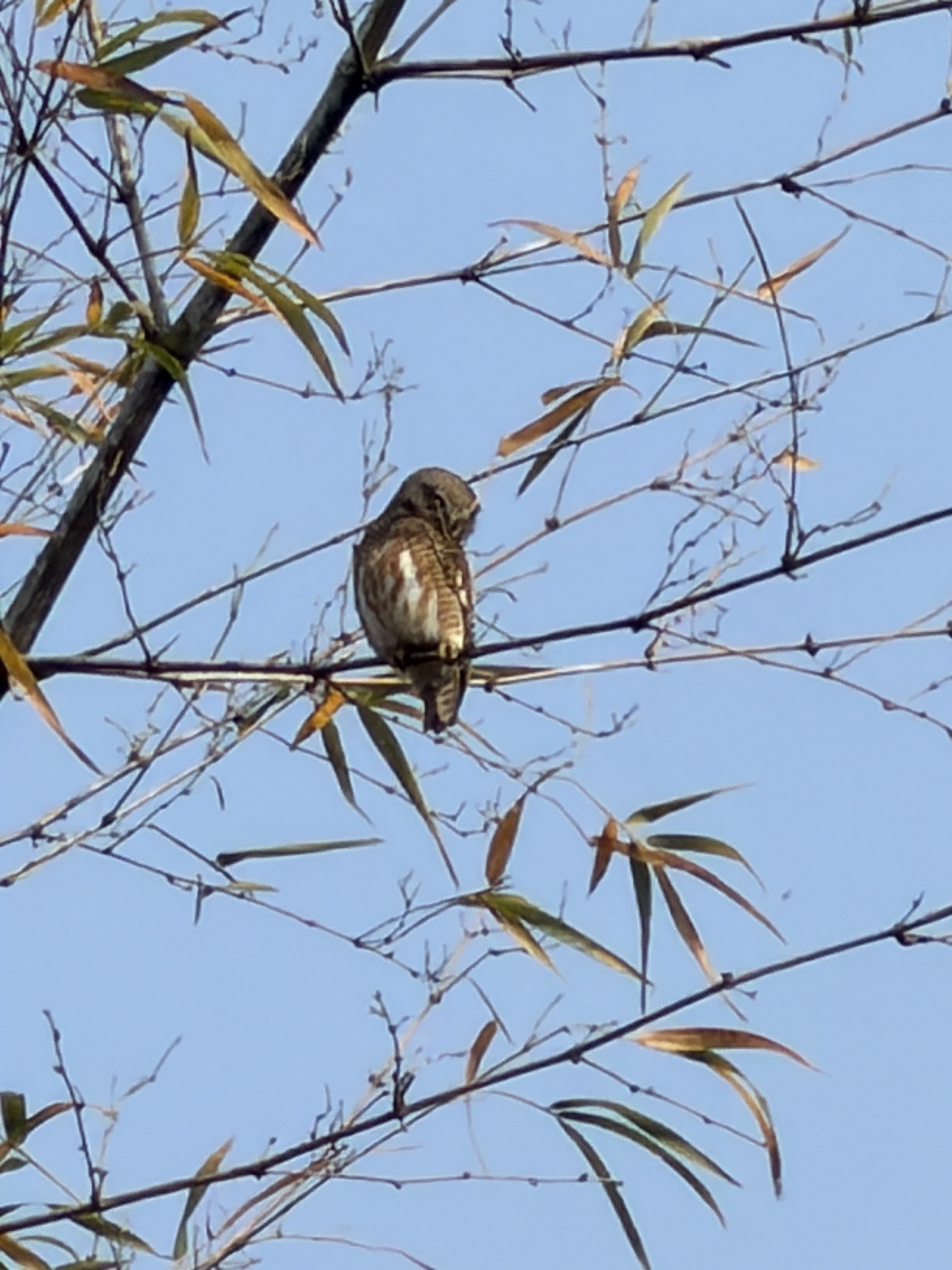 Asian Barred Owlet (Glaucidium cuculoides), photo 2
