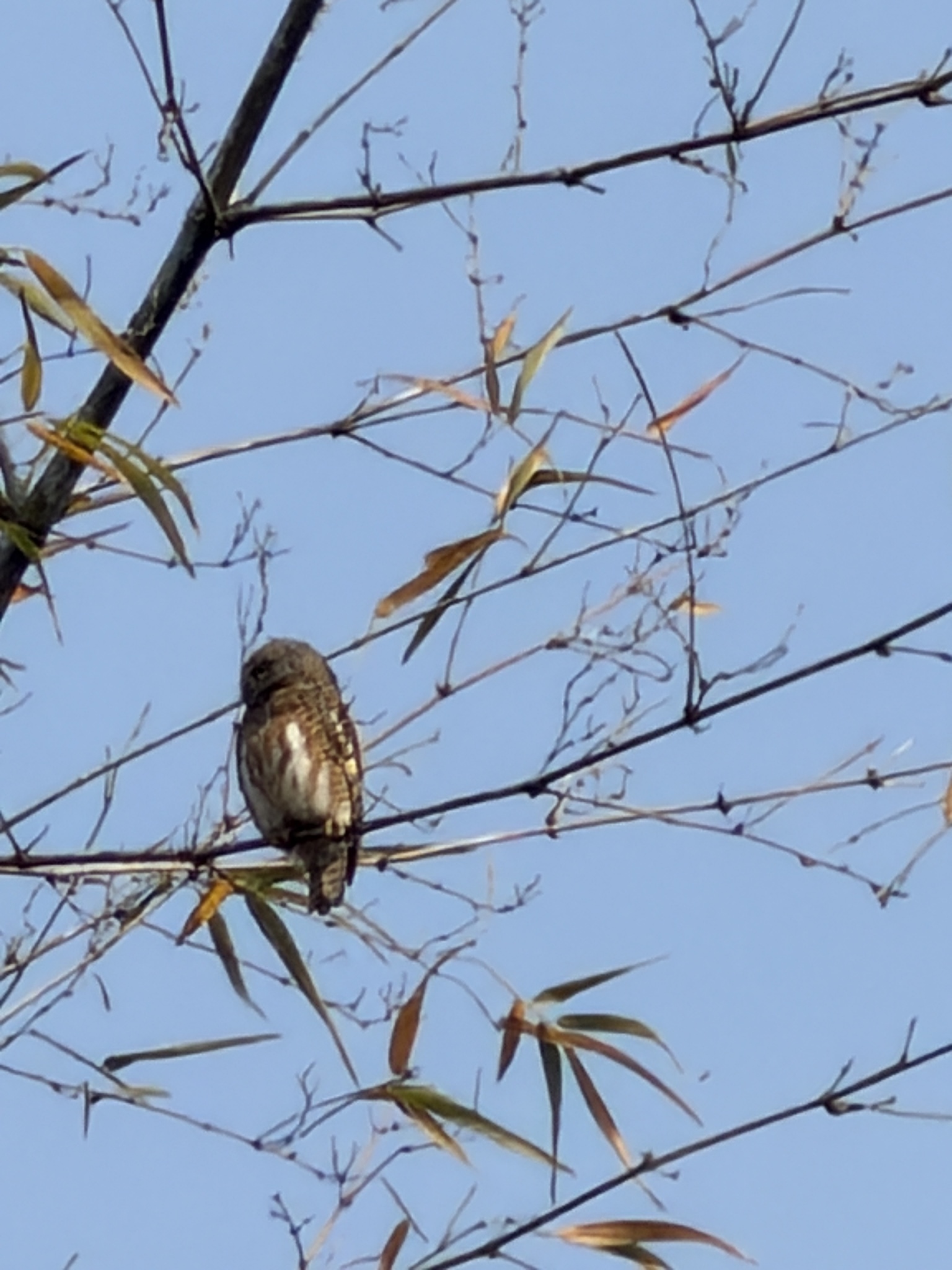 Asian Barred Owlet (Glaucidium cuculoides), photo 3