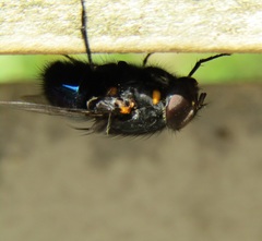 Calliphora quadrimaculata