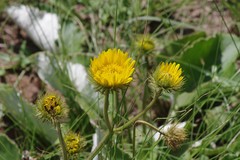 Berkheya speciosa