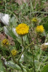 Berkheya speciosa