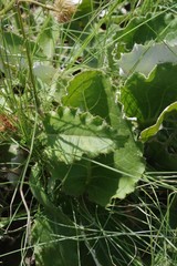 Berkheya speciosa