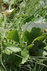 Berkheya speciosa