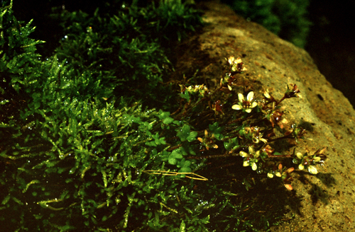 Pygmy Saxifrage (Saxifraga hyperborea)