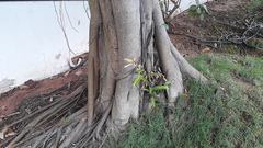 Ficus neriifolia