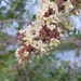 Lawsonia inermis - Photo (c) Aravinth,  זכויות יוצרים חלקיות (CC BY), הועלה על ידי Aravinth